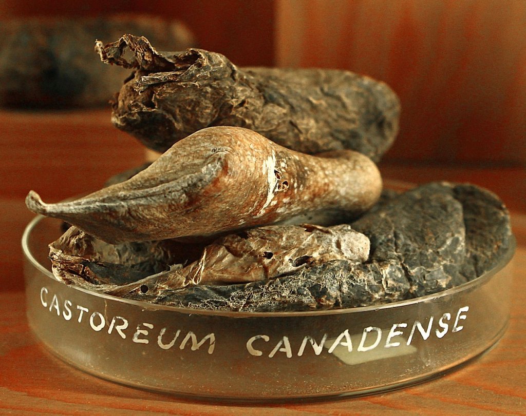 1280px-Castoreum_01