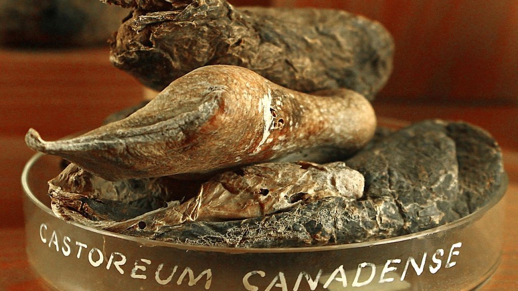 1280px-Castoreum_01