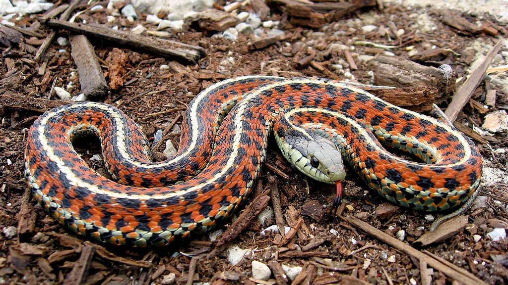 Coast_Garter_Snake