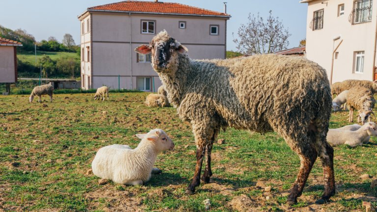 В миналото агне не се е консумирало преди Гергьовден