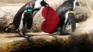 св. валентин, пингвини, любов