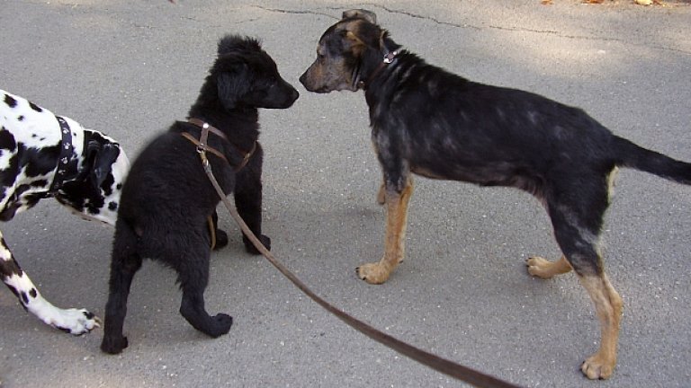 Собствениците, които изхвърлят домашните си кучета на улицата, са основната причина софийската община да не може да се пребори с бездомните кучета  