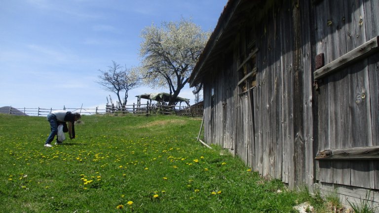 Бране на билки