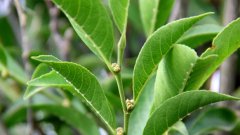 Rinorea Niccolifera е застрашено растение