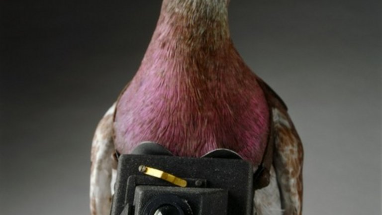 Фотоапаратите са ключово средство за шпионаж - проблемът е, че трябва да бъдат маскирани, така че да не привличат вниманието на врага. Още през Втората световна война тайните служби и военните разузнавачи са използвали камери, поставени върху гълъби, за да снимат противниковата територия. Допълнително предимство на този метод е, че не рискува живота на пилотите на разузнавателни самолети.