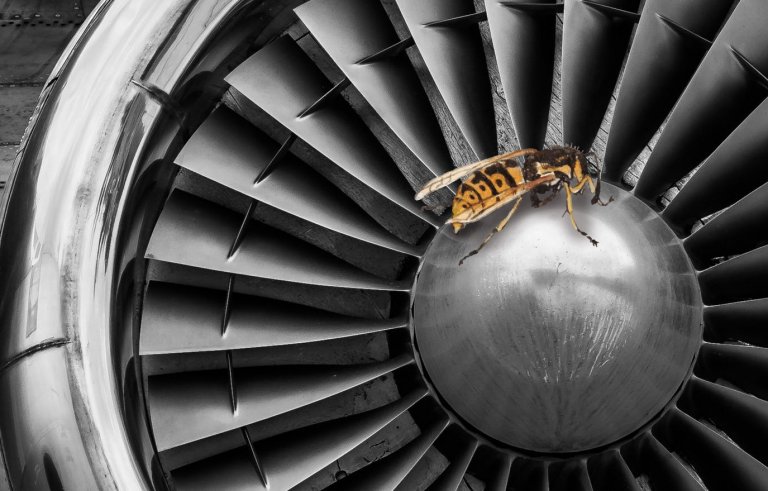 "Има ужасно много места по цялото летище, на които осите могат да си направят гнезда", казват експертите.