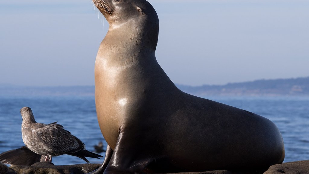 1280px-California_sea_lion_in_La_Jolla_(70568)
