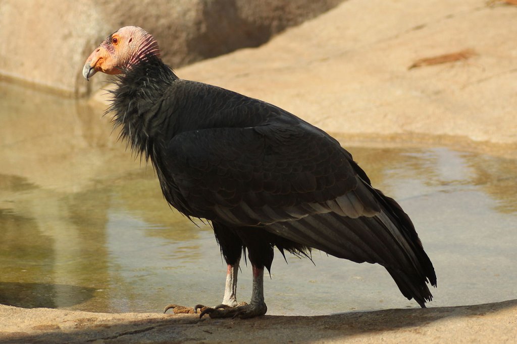 1280px-Gymnogyps_californianus_-San_Diego_Zoo-8a