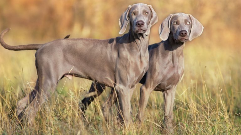 ВаймаранерНаричани са още „сивите призраци на дома“, защото са привързани, предани и следват стопаните си като сянка. Надушили, че са оставени за прекалено дълго сами вкъщи, вайнмаранер проявяват тежка тревожност и са способни на невероятни поразии.