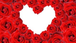 Roses-flowers-buds-red-many-beautiful-wallpapersrose-flower-buds-images_12101-2-640x360