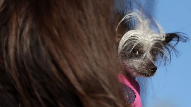 ПопиПопи е китайско голо качулато куче. Дълго време призът за най-грозно куче се държеше от представител на същата порода.