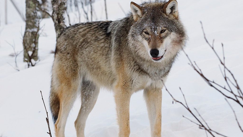 Eurasian_wolf_2