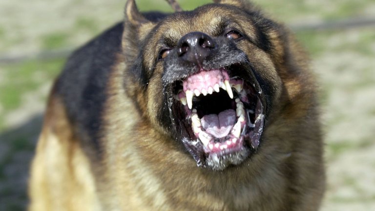 Ако кучето ви може да си мие зъбите само, спрете да четете и започнете да качвате видео в Youtube. Ако не, трябва да знаете, че при миенето на кучешките зъби е необходима малко хитрост. Използвайте четка с двойна глава и 45 градуса наклон, за да почистите и венеца. Може да намерите такива специализирани четки в някои сайтове за домашни любимци. Изберете момент, в който кучето е спокойно или изморено, например след дълга разходка. Започнете с кратко почистване и спрете ако кучето изглежда като на снимката. Всеки ден увеличавайте с по малко времето за миене на зъбите.