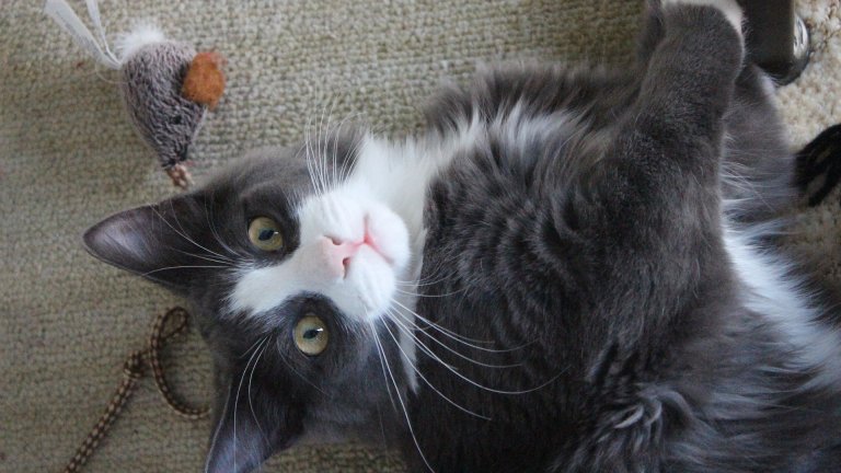 8 начина да направим котката щастлива