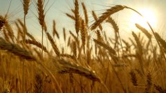 Условието е да се махнат единичните забрани за вноса на зърно от Украйна