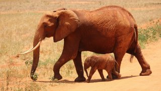 Ще остане ли светът без слонове