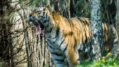 Тигър от зоопарка в Тбилиси уби човек близо до Площада на героите