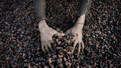 ЕС трябва да бъде сигурен, че за добива на какао не се експлоатират деца, настояха в резолюция евродепутати