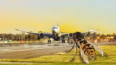 Осата се превръща в заплаха за безопасността на самолетите на летище Бризбейн