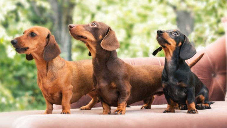 ДакелКакто вайнмаранер, така и дакелите са ловни кучета и като такива са стриктно до стопаните си. Самотата за тях е синоним на притеснение и несигурност, които пък носят със себе си силен лай, щети по мебелите и маркирани ъгли в жилището. Добрата новина тук е, че при правилно възпитание дакелите се привързват към играчки, които им дават спокойствие.