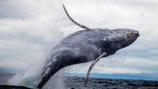 Разрешаване на парадокса на Пето: Защо китовете не се раждат с рак?