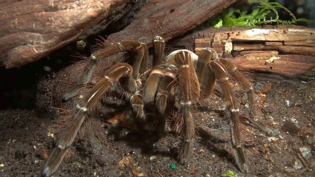 biggest-spider-in-the-world-l