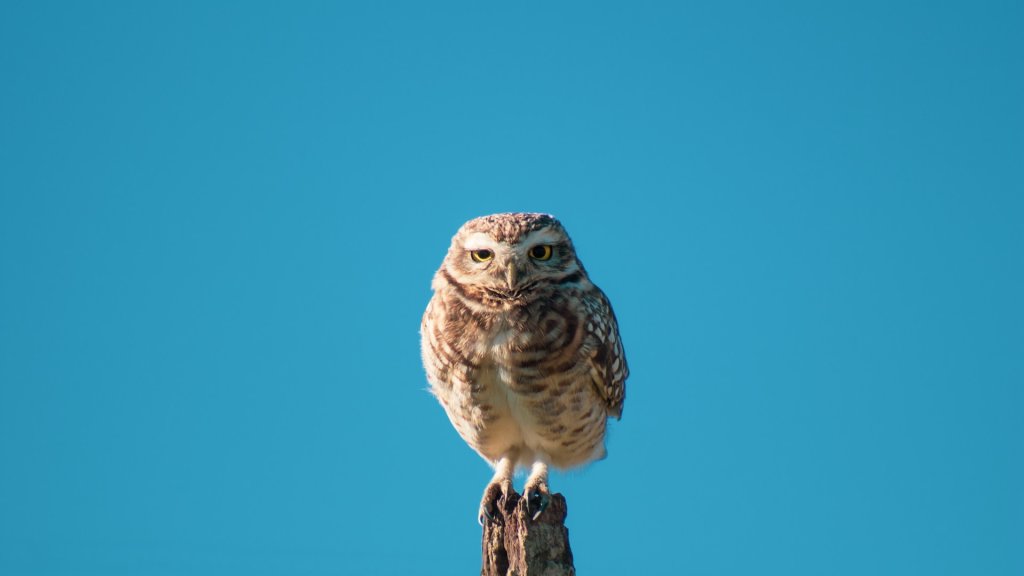 geronimo-giqueaux-w2WUqRvTmtg-unsplash