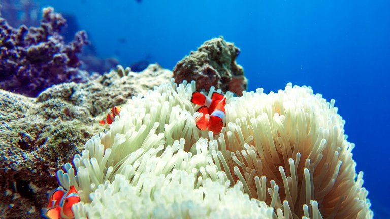 Много от островите са дом на корали и разнообразни морски обитатели
