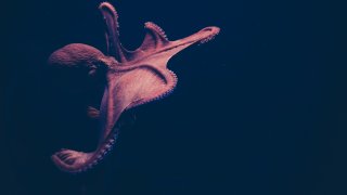 isabel-galvez-i54owgDjXeY-unsplash