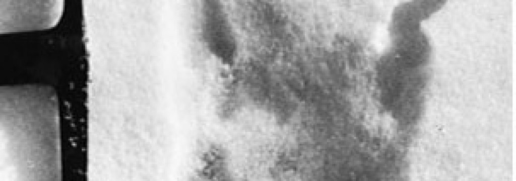 yeti_footprint