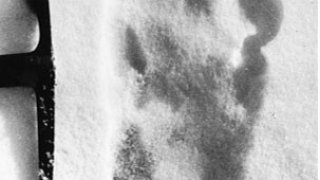 yeti_footprint