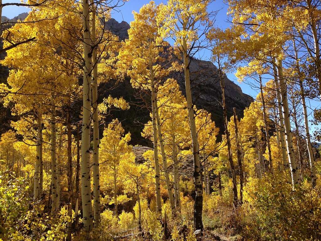 2013-10-06_15_04_21_Aspens_during_autumn_along_the_Changing_Canyon_Nature_Trail_in_Lamoille_Canyon,_Nevada