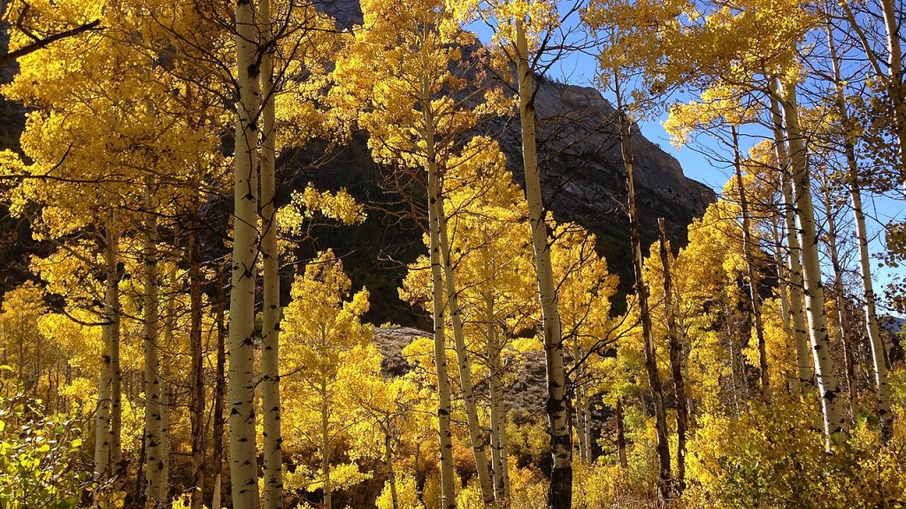 2013-10-06_15_04_21_Aspens_during_autumn_along_the_Changing_Canyon_Nature_Trail_in_Lamoille_Canyon,_Nevada