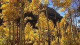 2013-10-06_15_04_21_Aspens_during_autumn_along_the_Changing_Canyon_Nature_Trail_in_Lamoille_Canyon,_Nevada