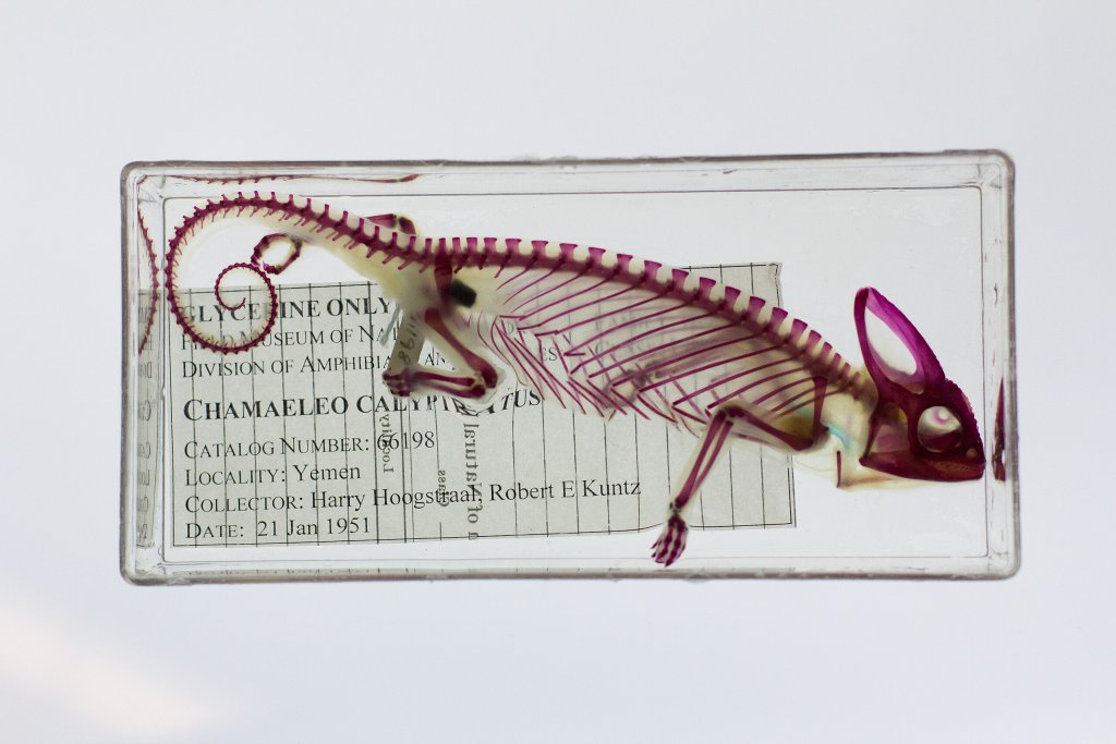 Lightbox_Chameleon-2