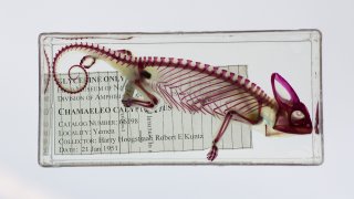 Lightbox_Chameleon-2