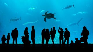 Море от усещания: 5 от най-впечатляващите аквариуми в Европа