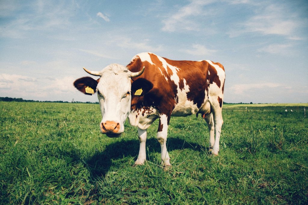 cattle-close-up-cow-234791