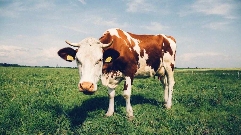 cattle-close-up-cow-234791