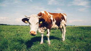 cattle-close-up-cow-234791