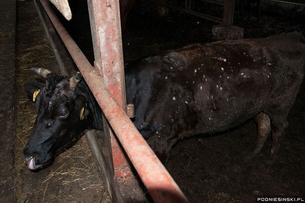 Бели петна са се появили по телата на кравите в района скоро след инцидента. Предполага се, че причината е, че са яли замърсена трева 