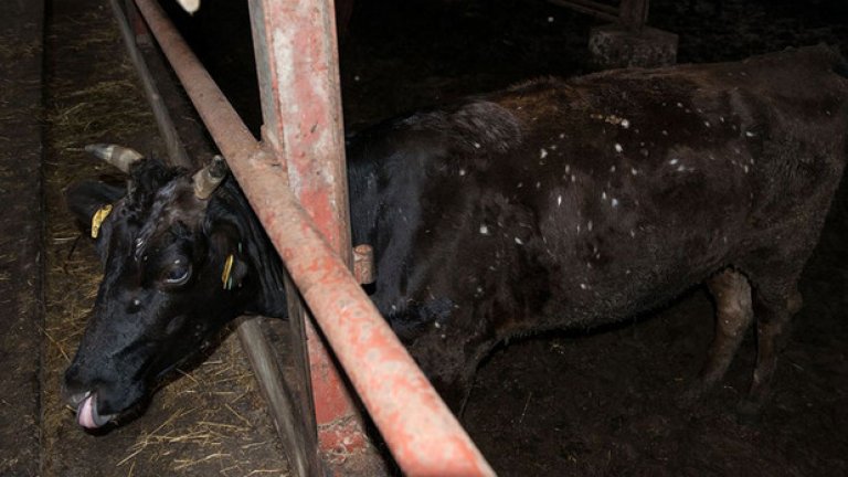 Бели петна са се появили по телата на кравите в района скоро след инцидента. Предполага се, че причината е, че са яли замърсена трева 