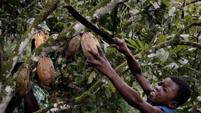 Горчи ли шоколадът от детски труд