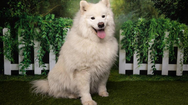 СамоедДа са сами е против природата на самоедите. Те са свикнали да растат сред себеподобни и големи семейства, които да се грижат за голямото си „стадо“ кучета. Затова е ужасно лоша идея самоеди да остават сами за повече от няколко часа – следва виене, оглушителен лай и деструктивно поведение.