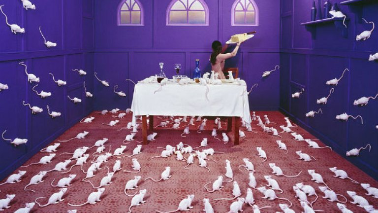 Приказки в стая