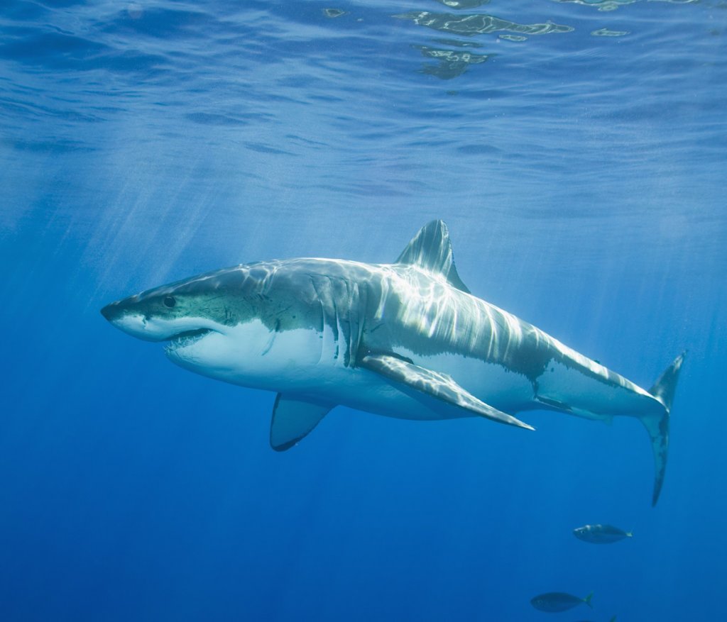 Discovery_Channel_ акули