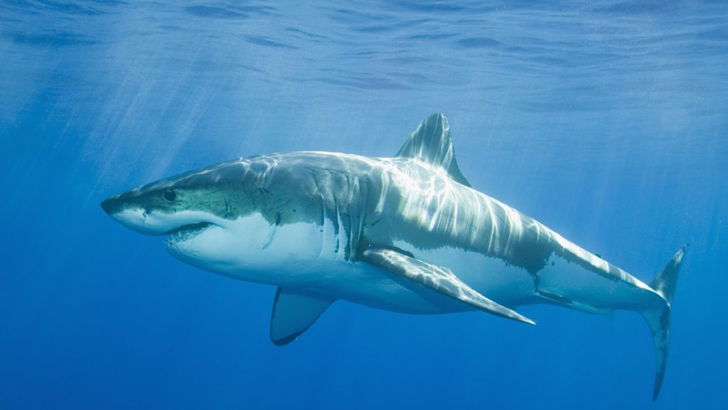 Discovery_Channel_ акули