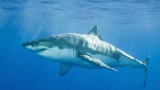 Discovery_Channel_ акули