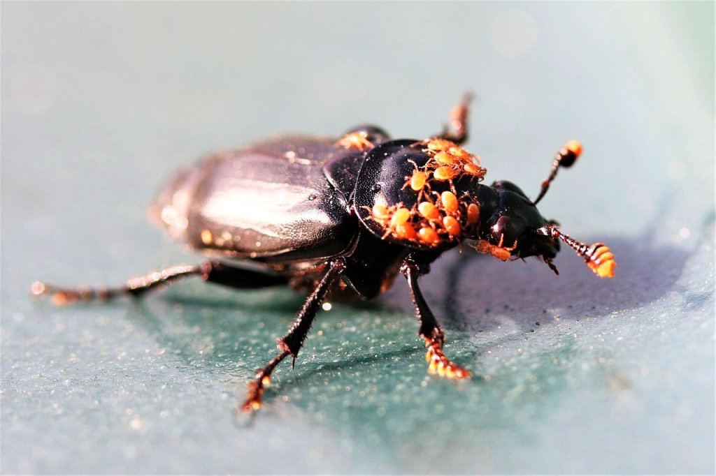 Nicrophorus_humator_-_sexton_beetle_-_Flickr_-_Nick_Goodrum_Photography