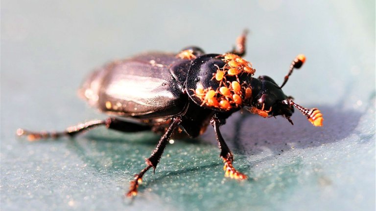 Nicrophorus_humator_-_sexton_beetle_-_Flickr_-_Nick_Goodrum_Photography